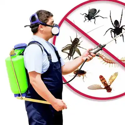 pest control Golden Triangle